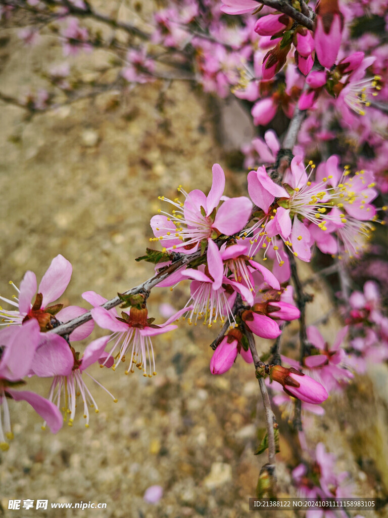 山桃花