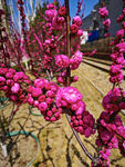 红山桃花