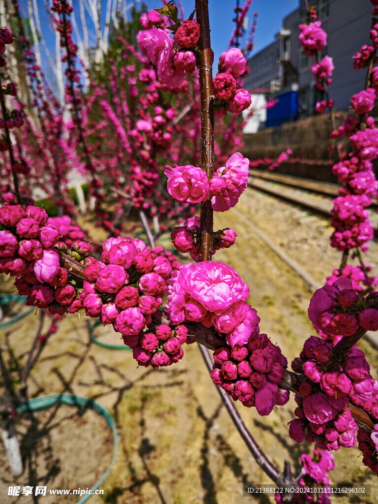 红山桃花