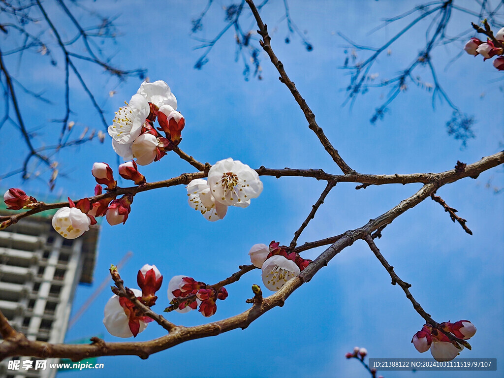 一支杏花