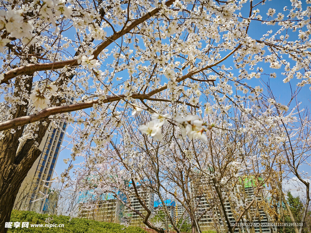 蓝天杏树