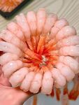 北极甜虾