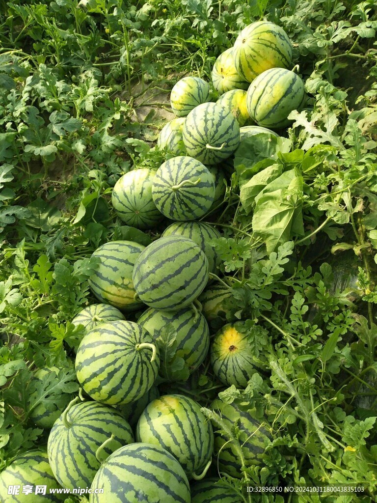 大西瓜