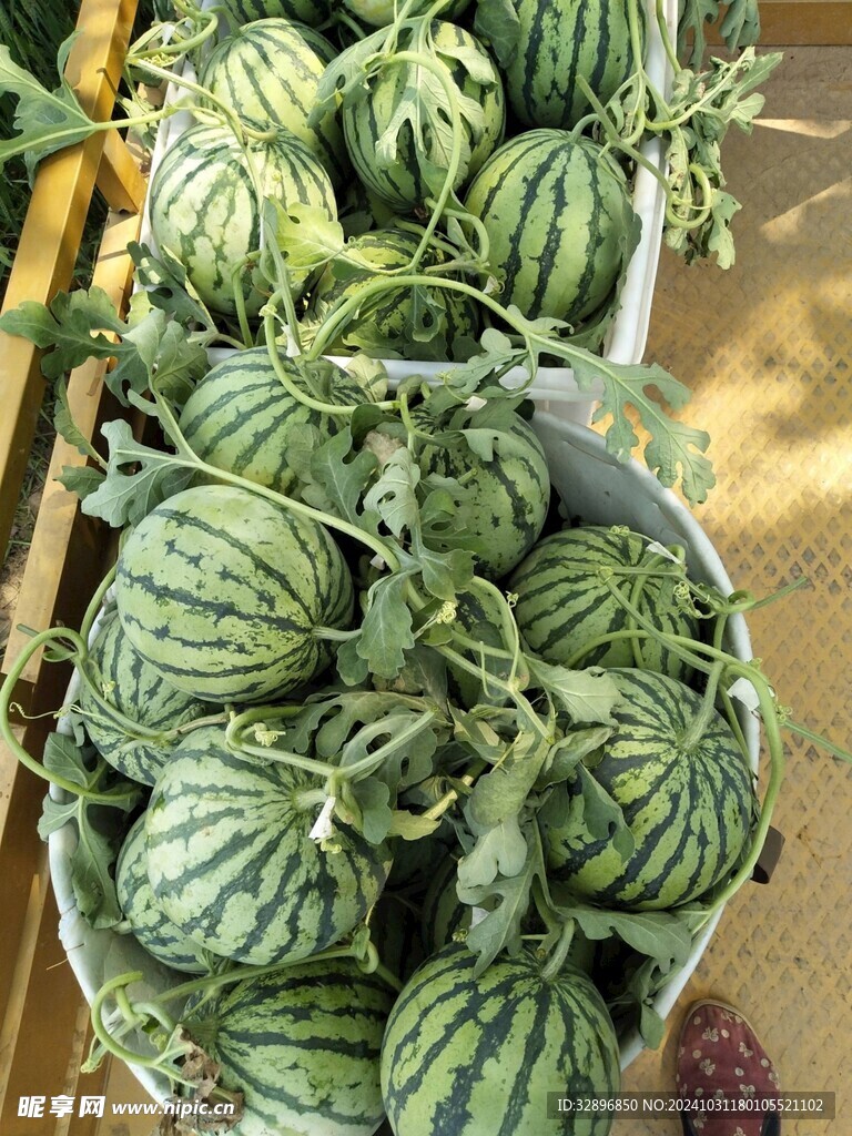 西瓜