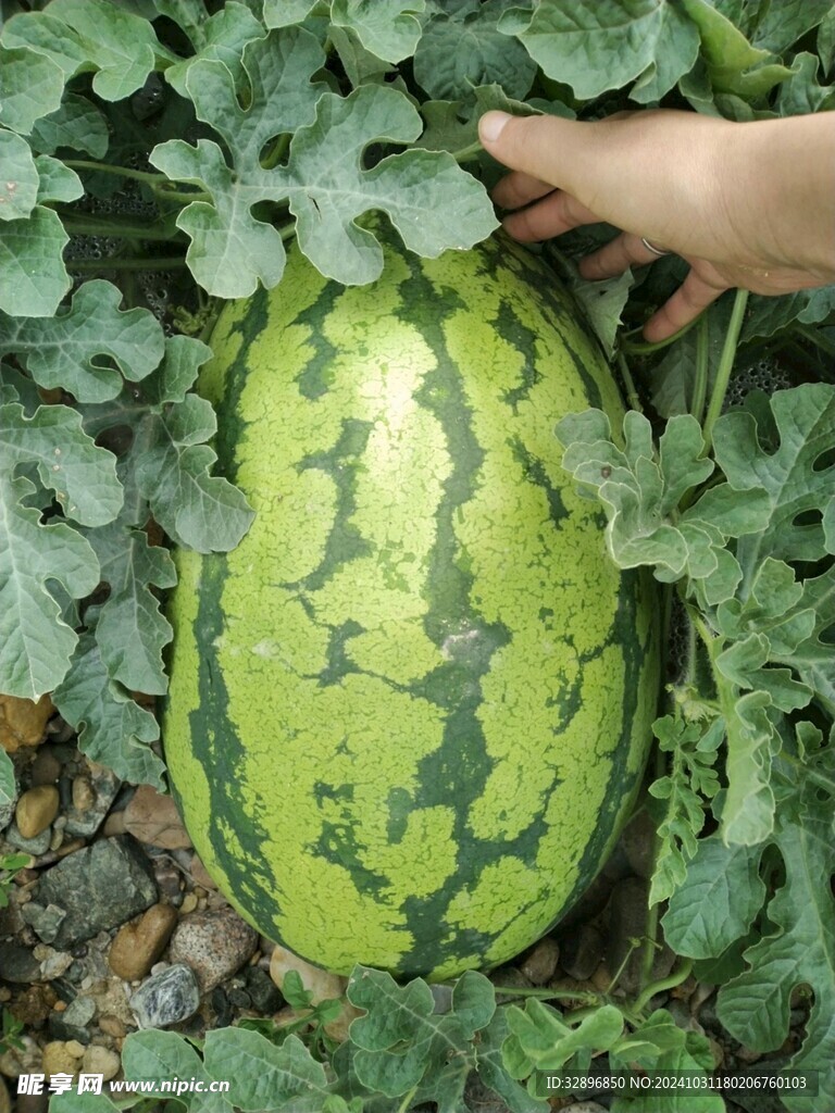 西瓜