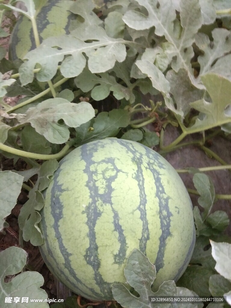 西瓜