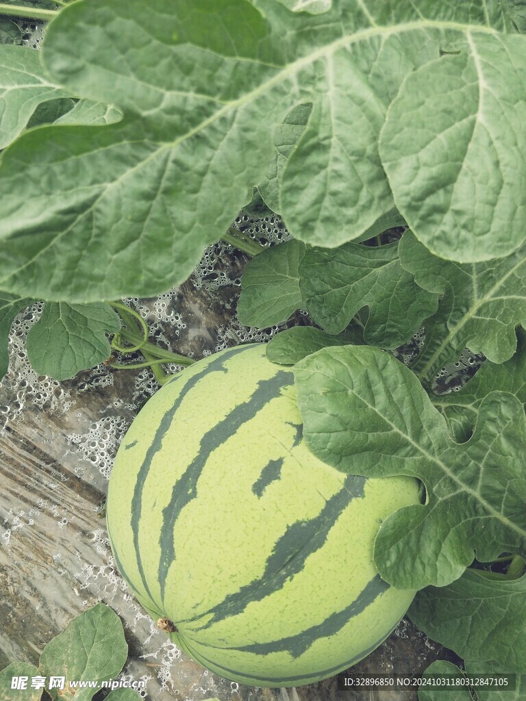 大西瓜