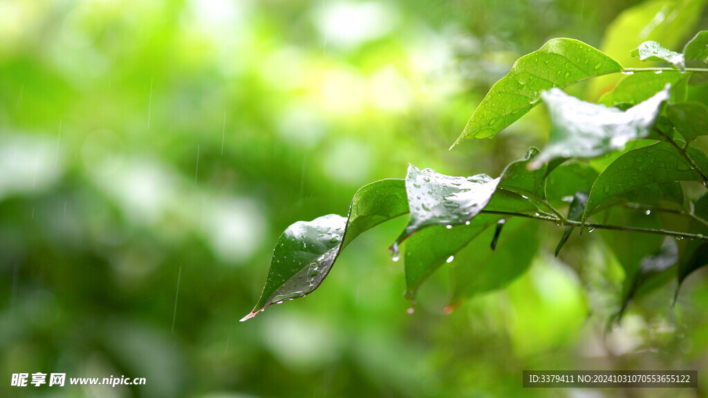 雨中树叶