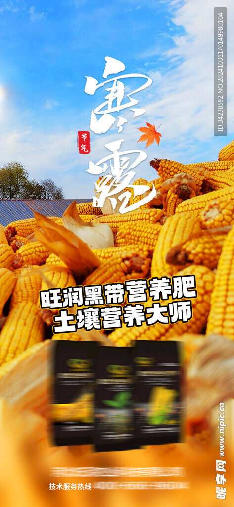 寒露海报