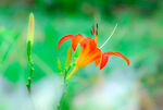  金针菜 忘忧草 黄花菜 