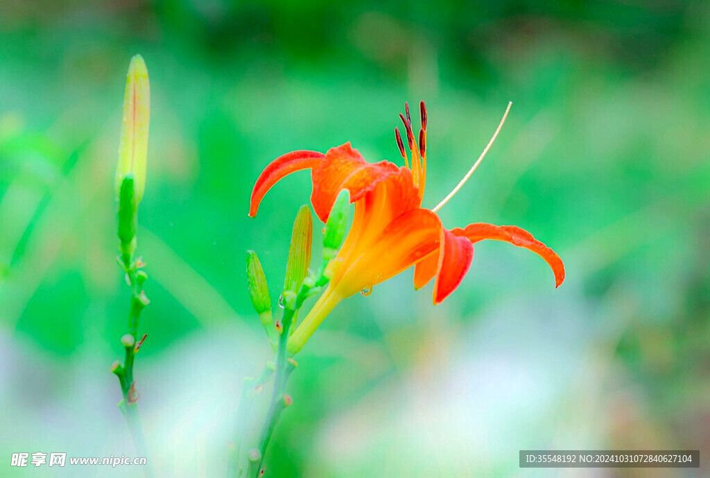  金针菜 忘忧草 黄花菜 