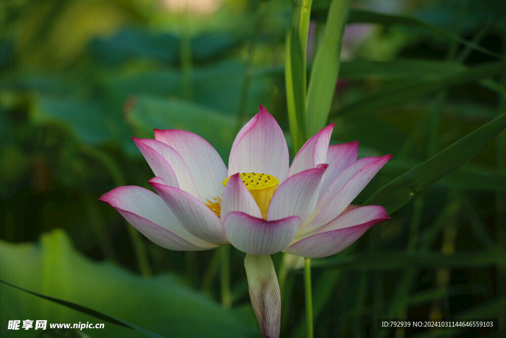 菏泽七里河荷花