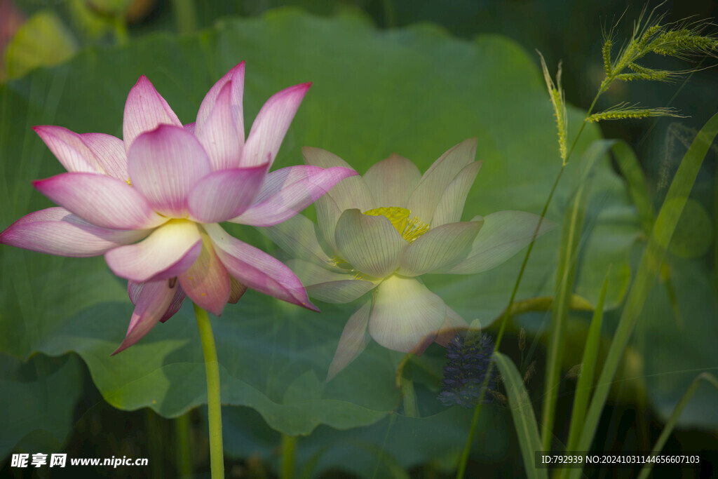 菏泽 七里河 荷花