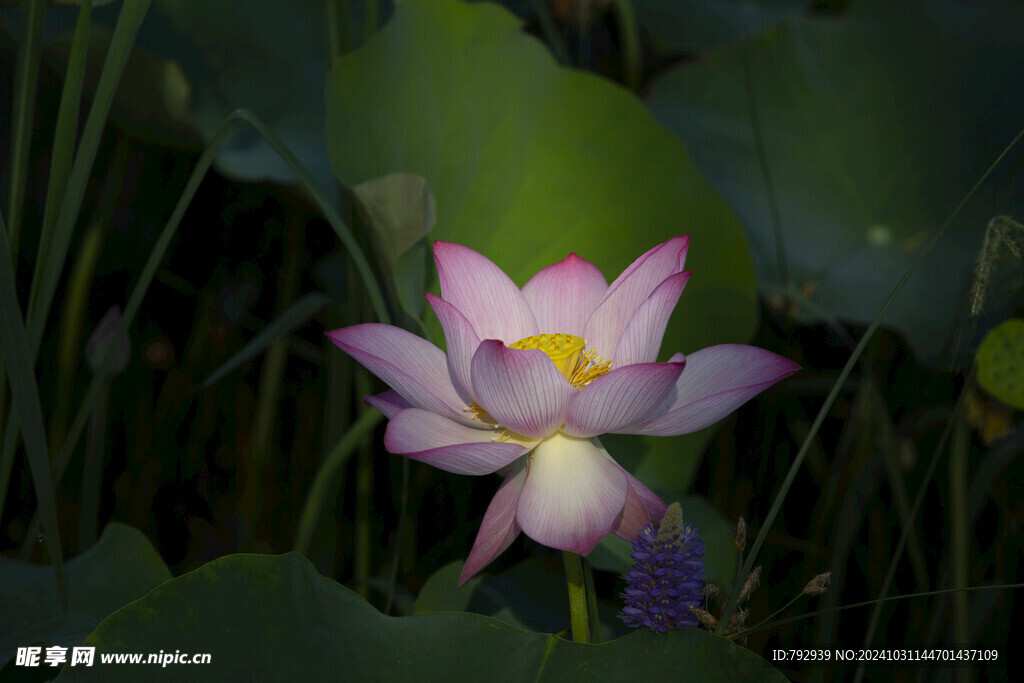 菏泽 七里河 荷花