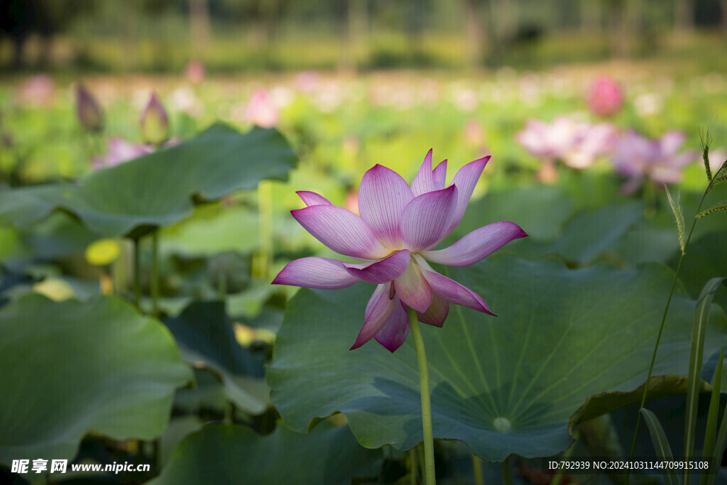 菏泽七里河荷花