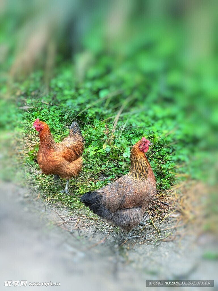 母鸡