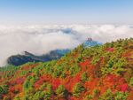 大巴山红叶