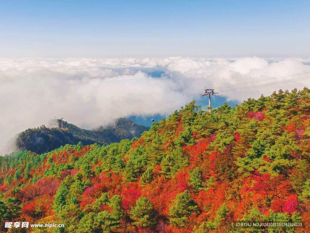 大巴山红叶