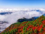 红叶