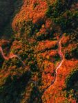 光雾山红叶