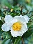 茶花