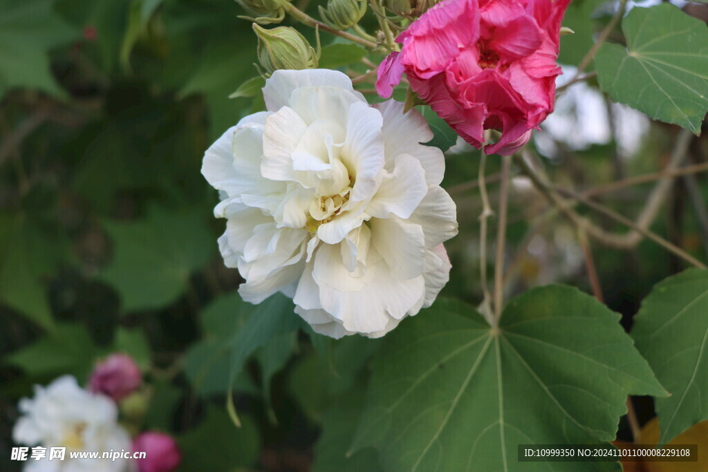 白色木芙蓉花