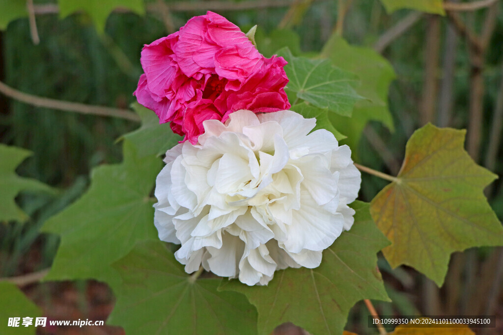 白色木芙蓉花