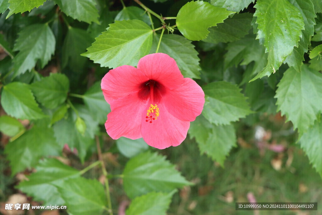 扶桑花