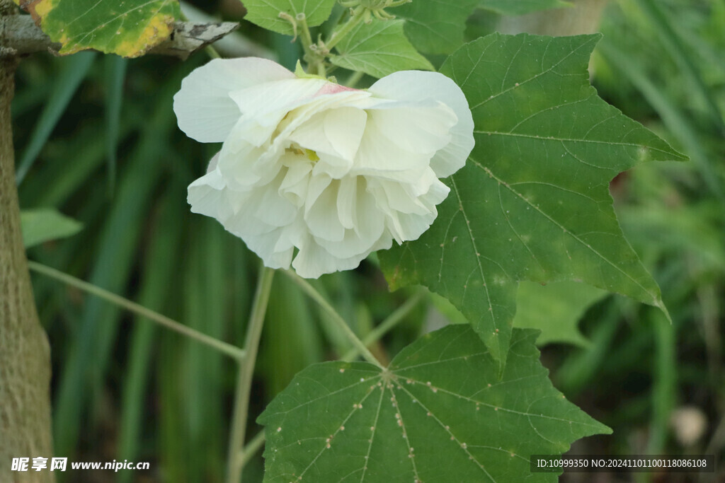 白色木芙蓉花