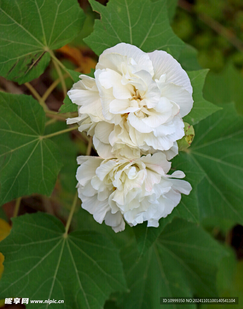 白色木芙蓉花