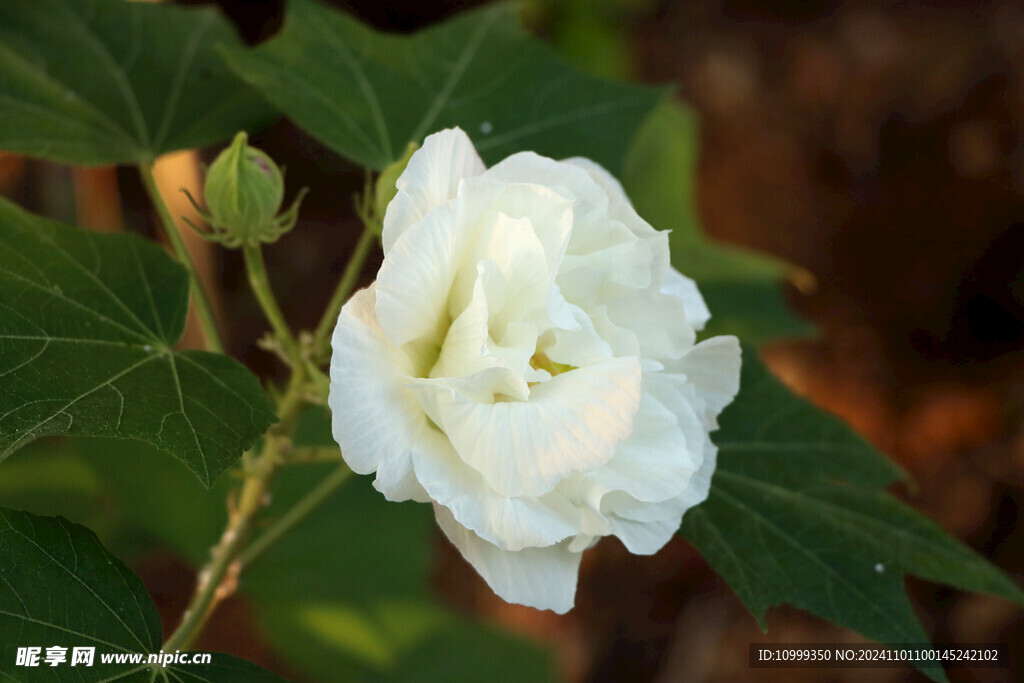 白色木芙蓉花