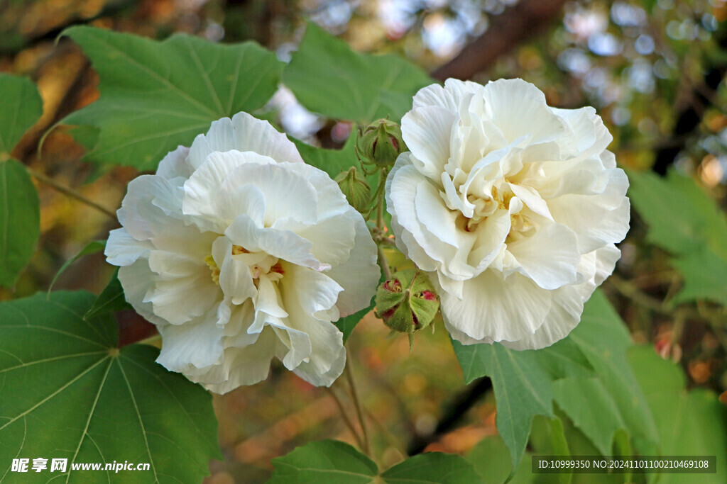 白色木芙蓉花