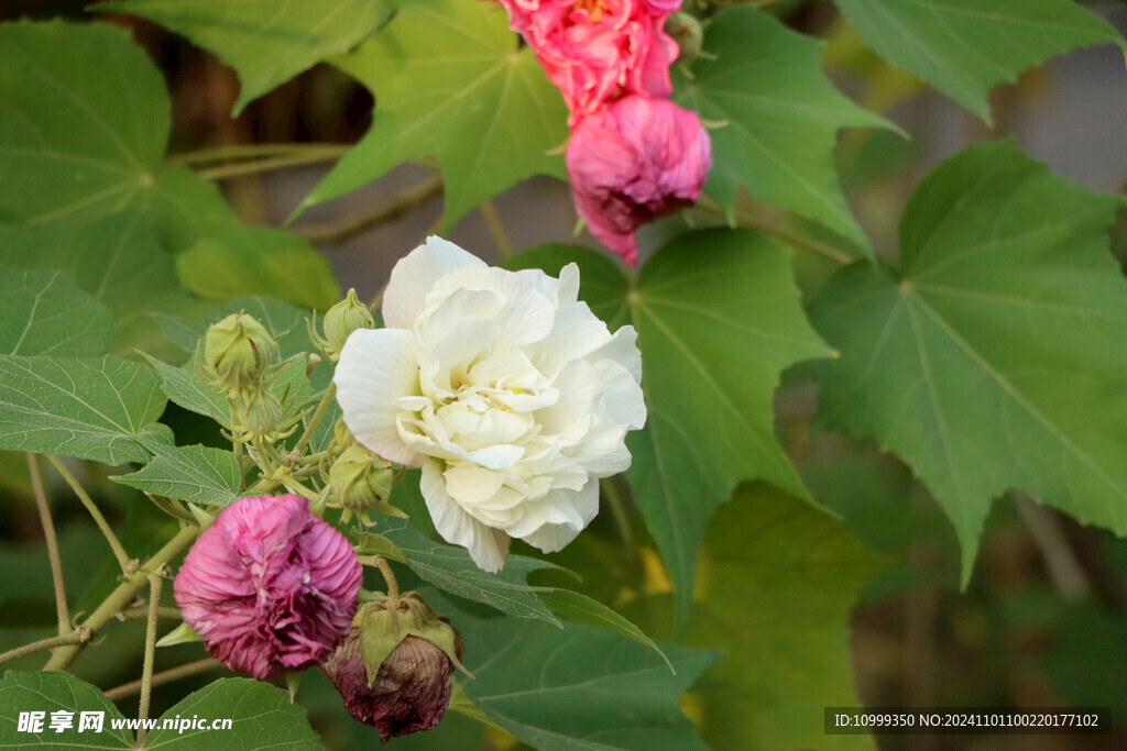 白色木芙蓉花