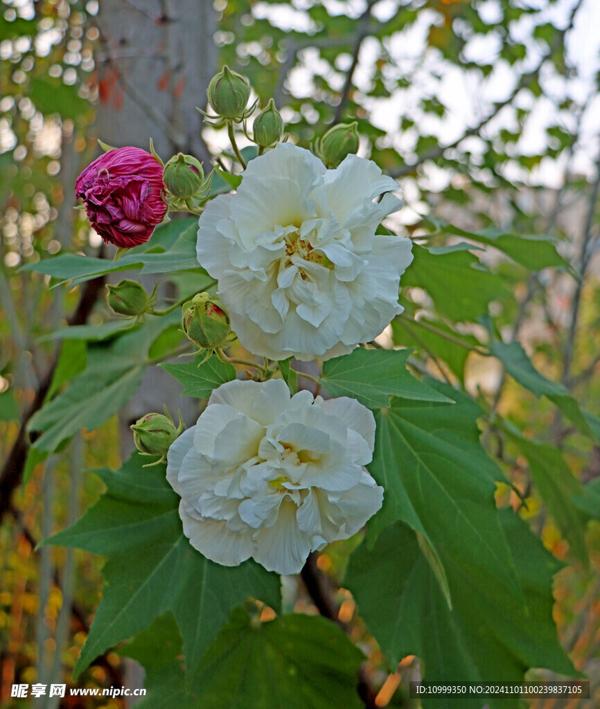白色木芙蓉花