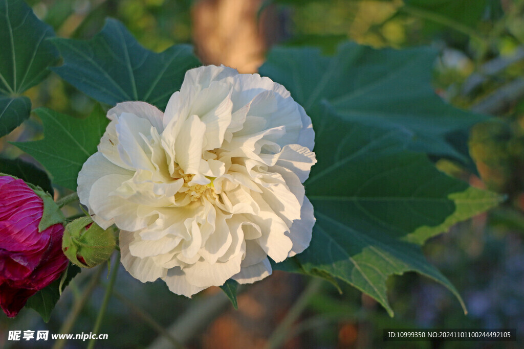 白色木芙蓉花
