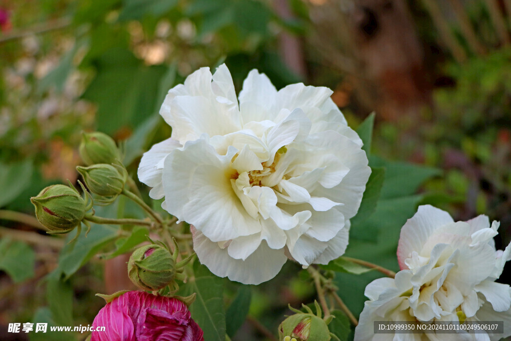 白色木芙蓉花