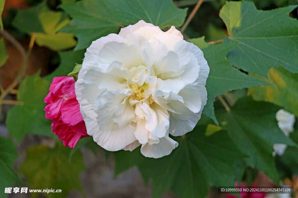白色木芙蓉花
