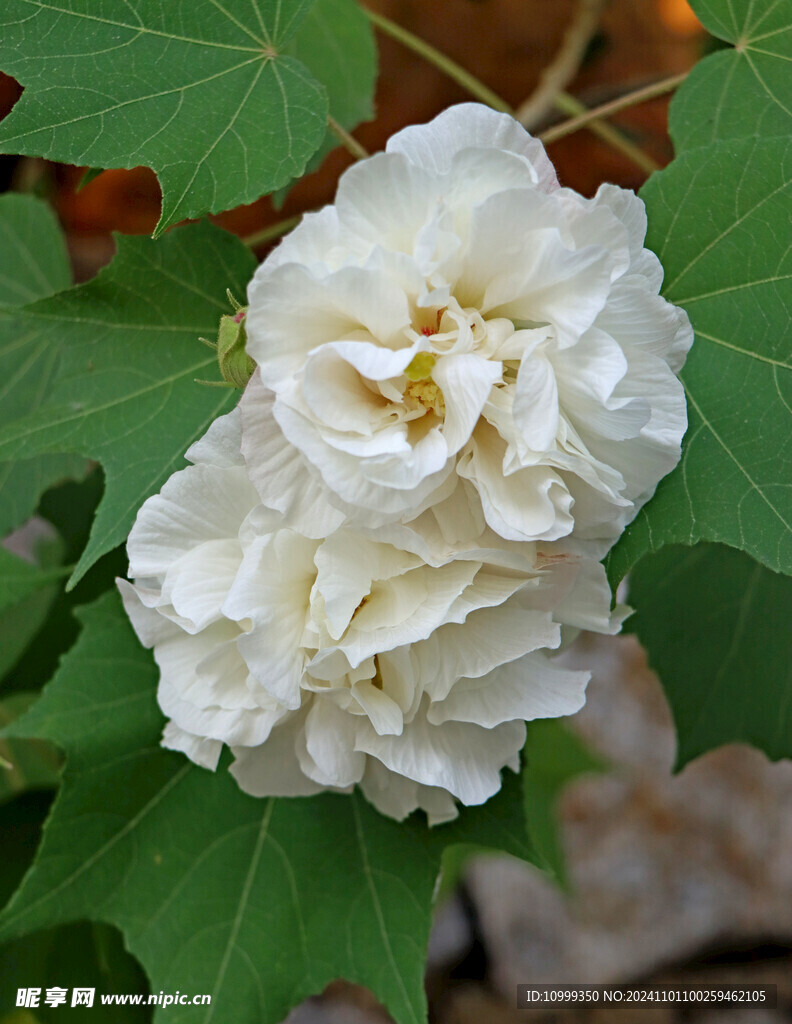 白色木芙蓉花