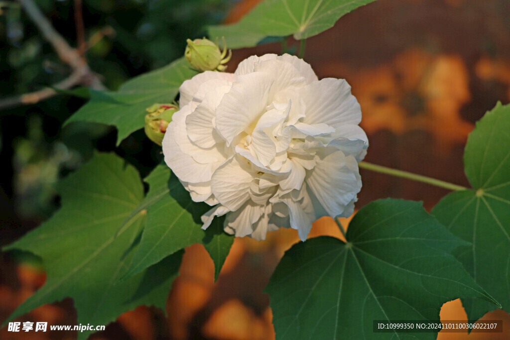 白色木芙蓉花