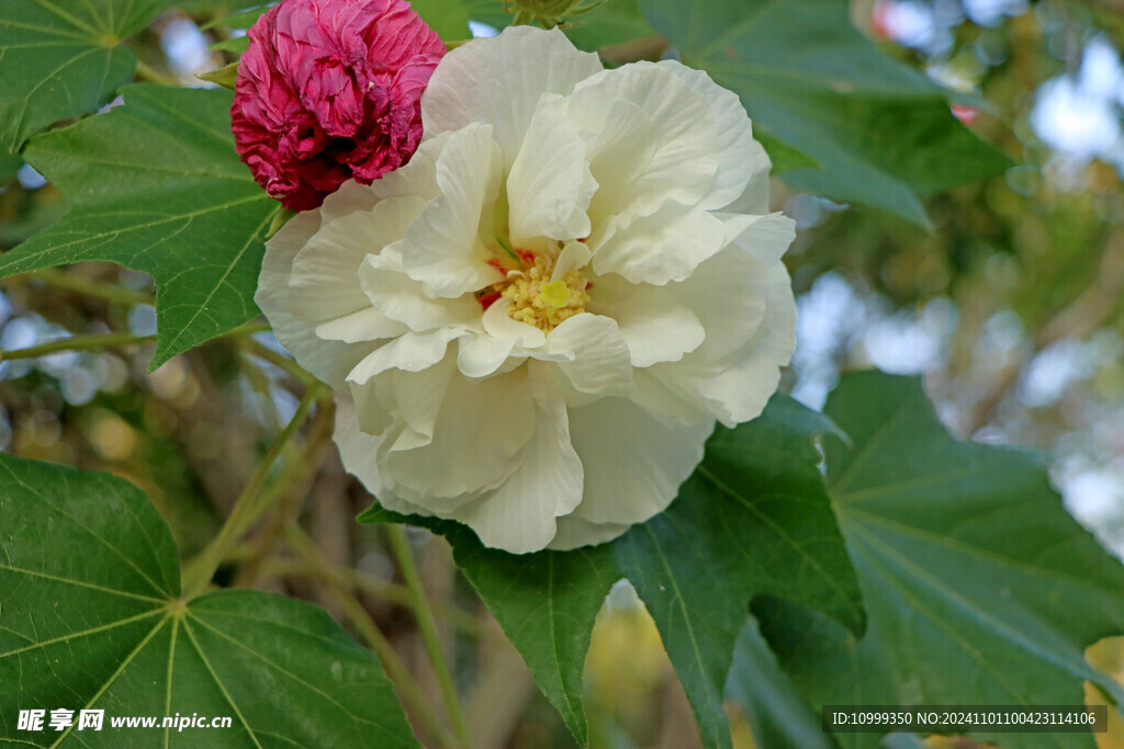 木芙蓉