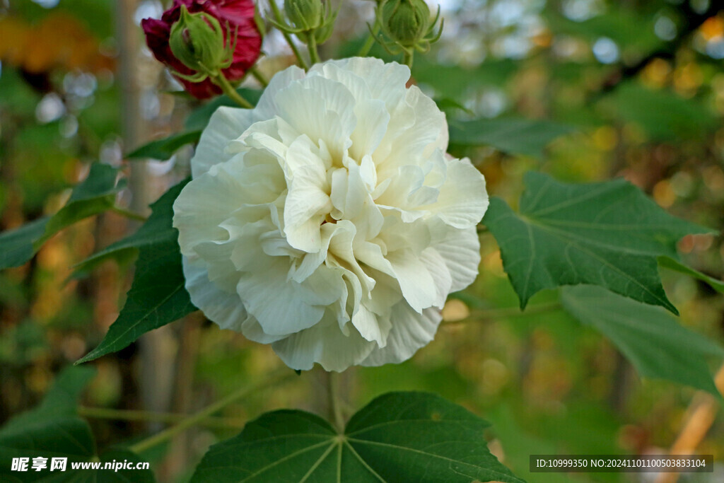 白色木芙蓉花