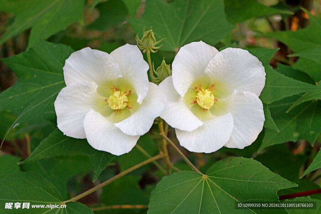 白色木芙蓉花