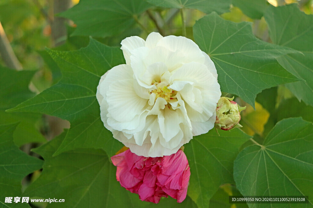 白色木芙蓉花