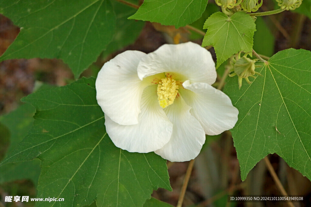 白色木芙蓉花