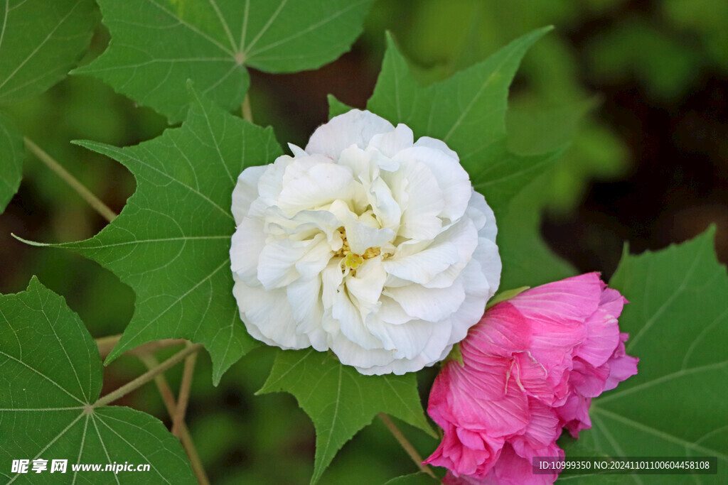 白色木芙蓉花