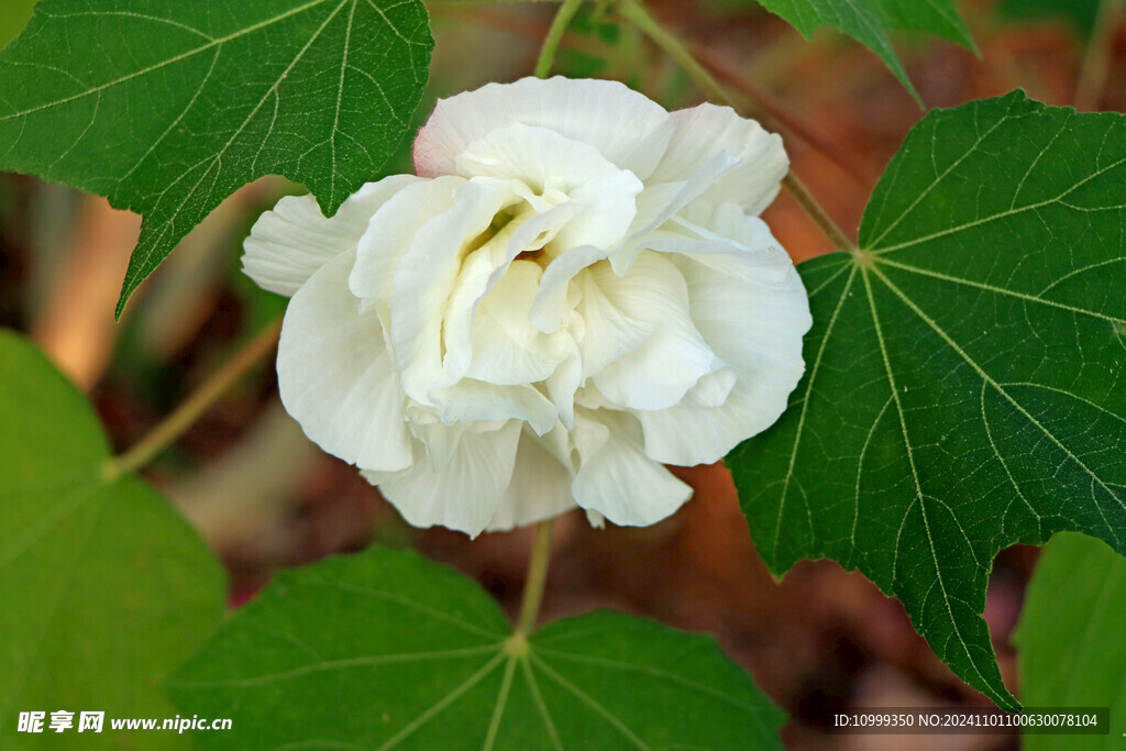 白色木芙蓉花