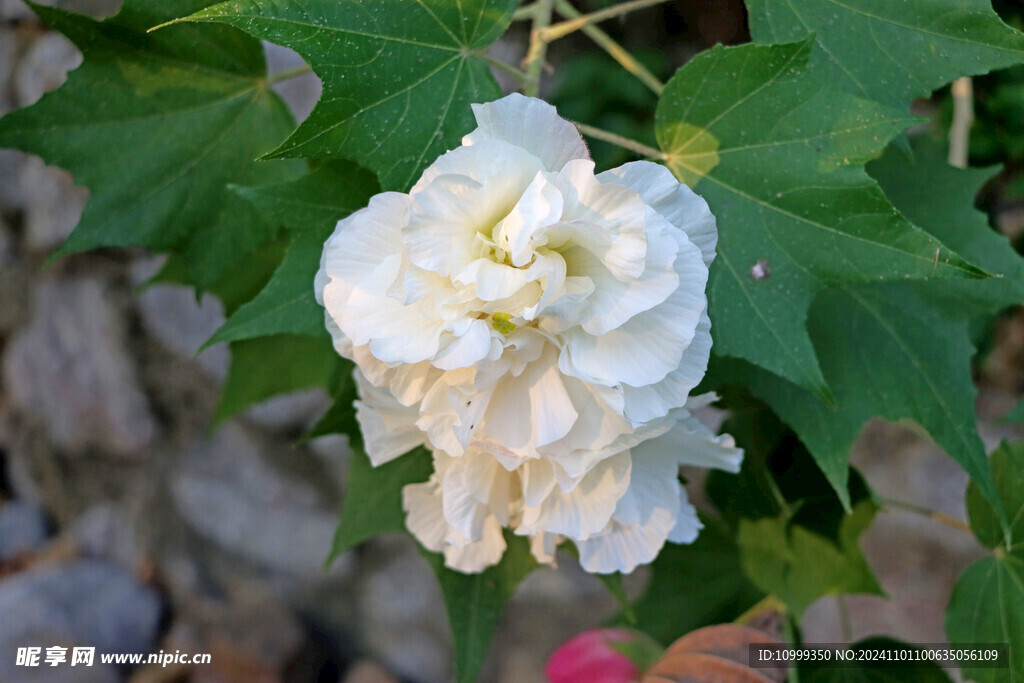 白色木芙蓉花