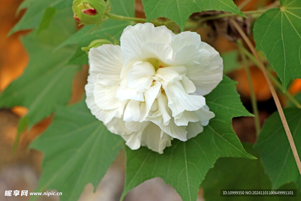 白色木芙蓉花