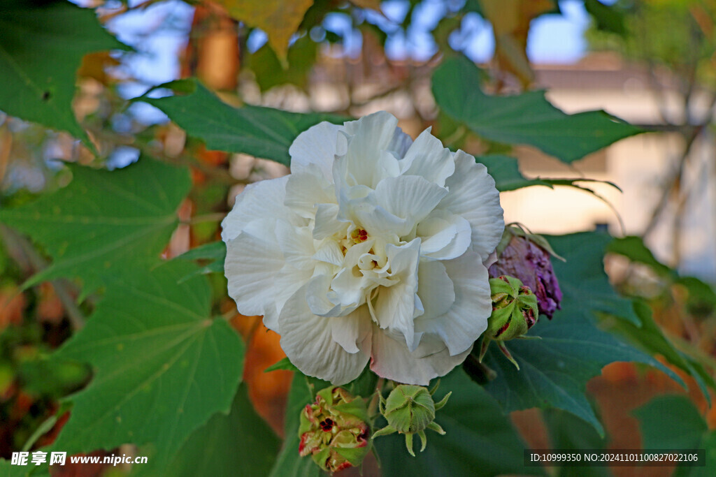 白色木芙蓉花