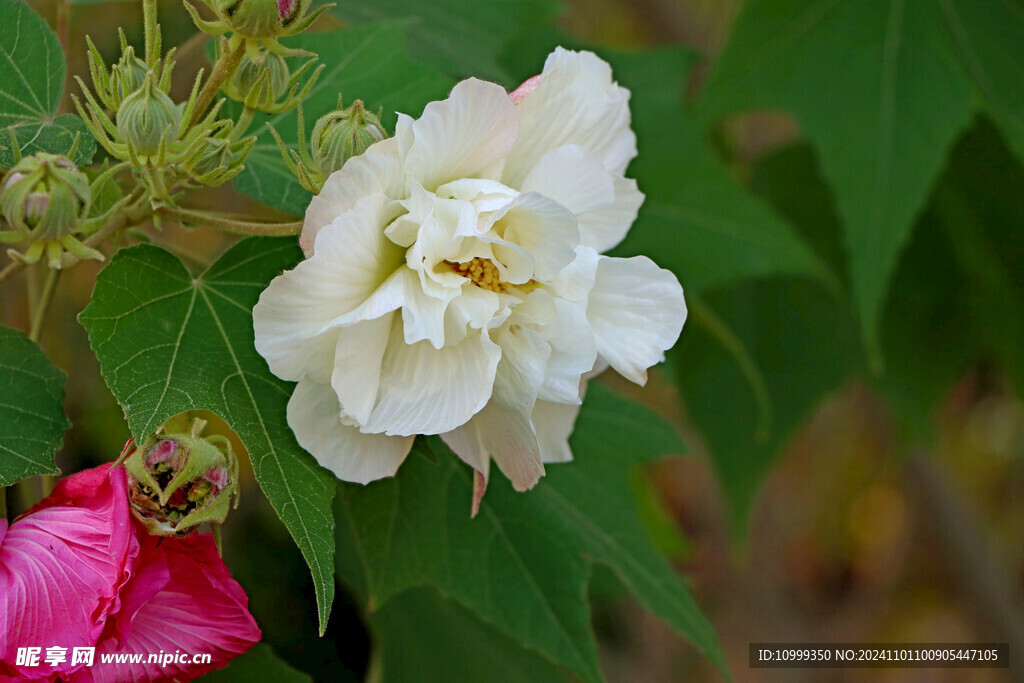 白色木芙蓉花
